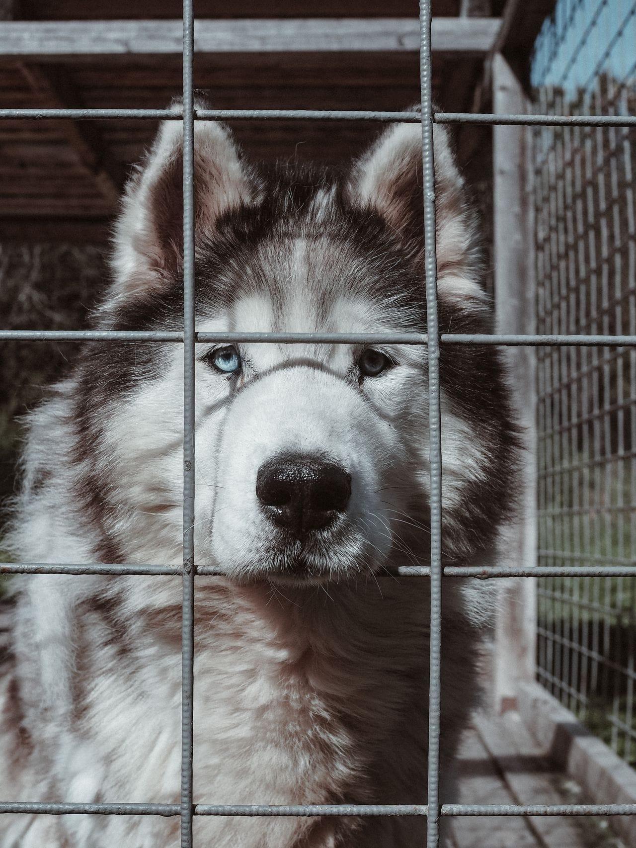 Hund und Katze zusammen - FellAkte unterstuetzt Tierschutz mit 10% Spende je Lifetime- und SmartTag-Kauf