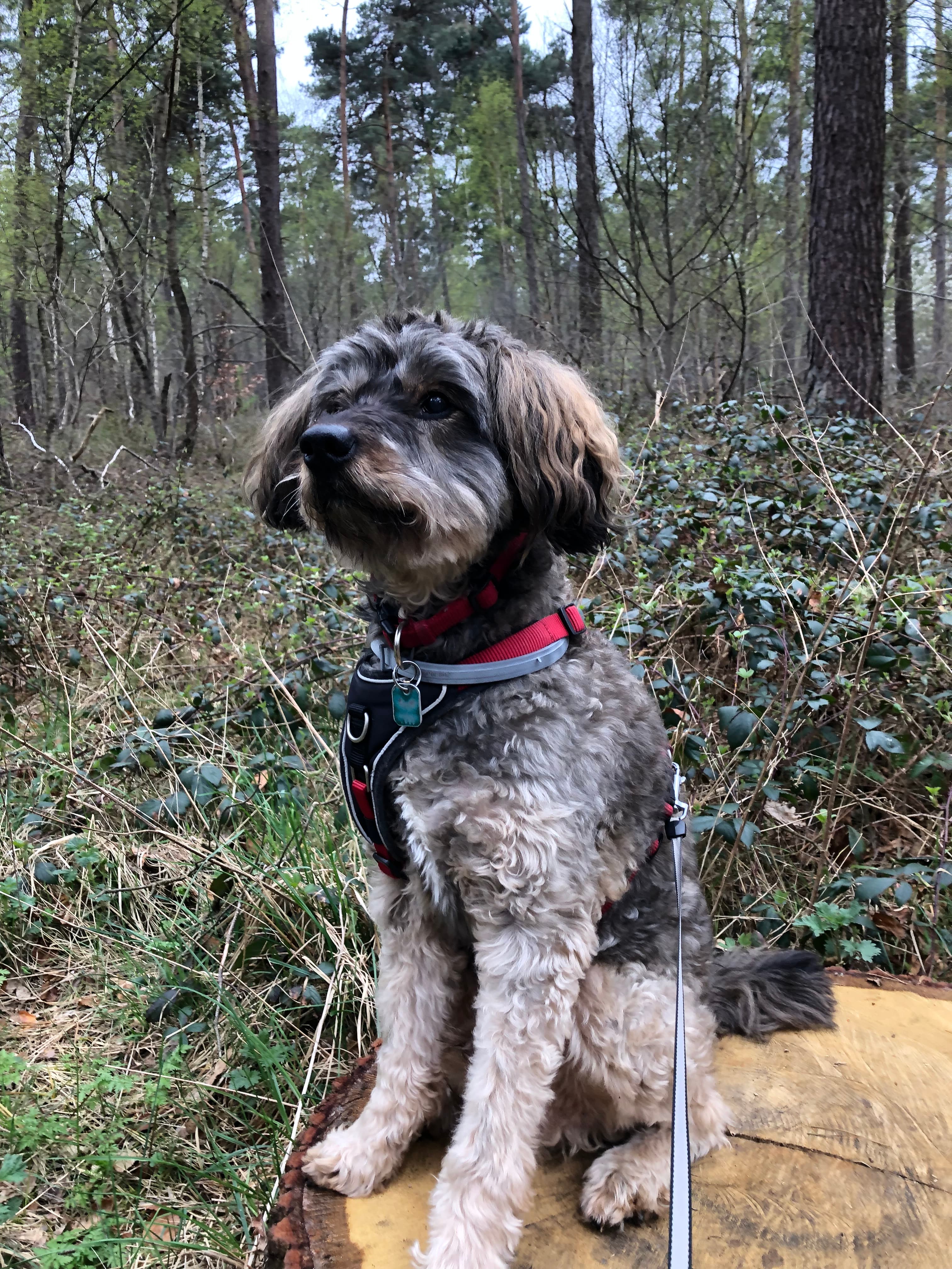 Unser Team und die Vision hinter FellAkte