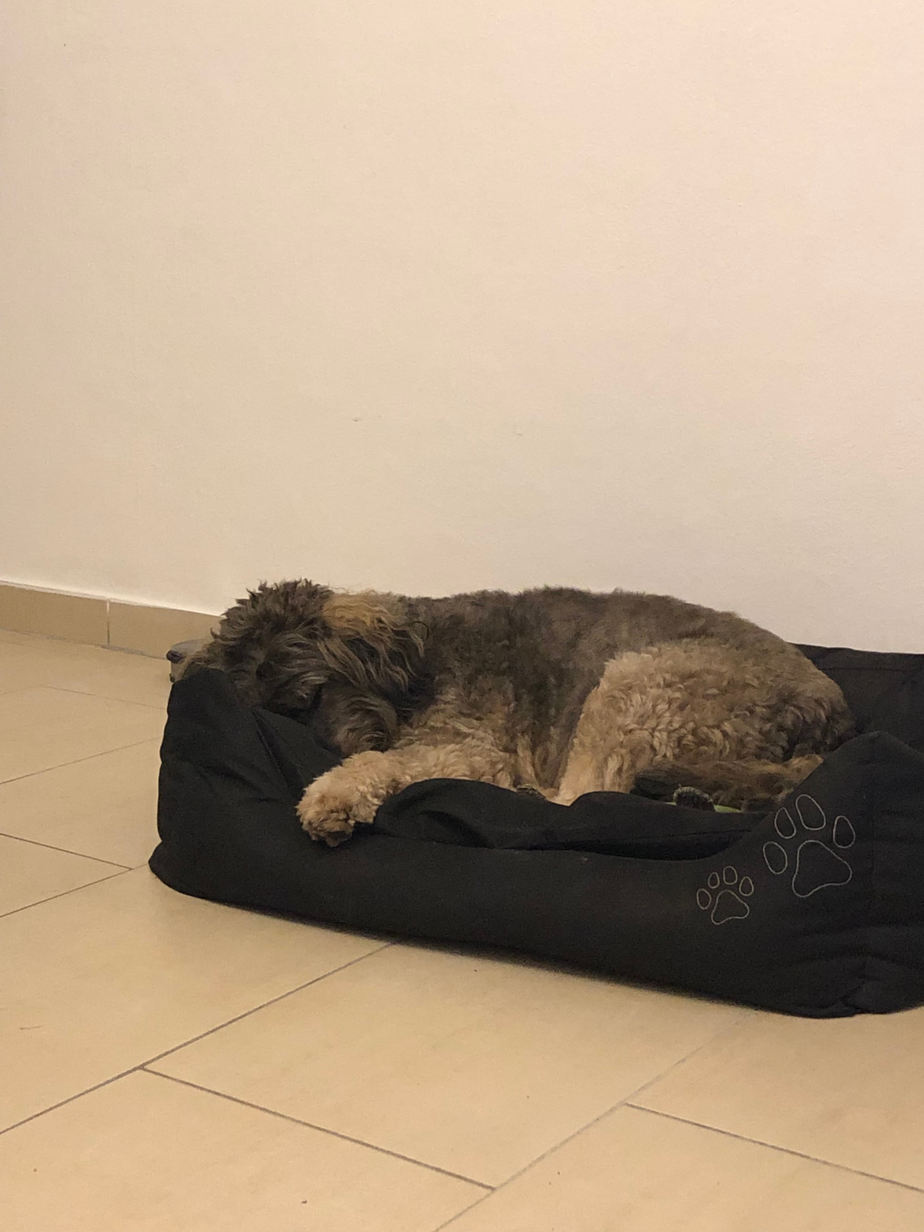 Schlafender Hund steht für Sicherheit und Vertrauen