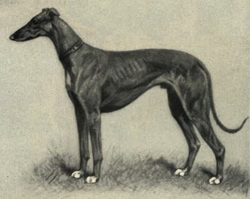 Greyhound
