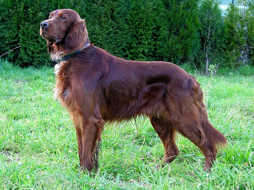 Irischer Setter
