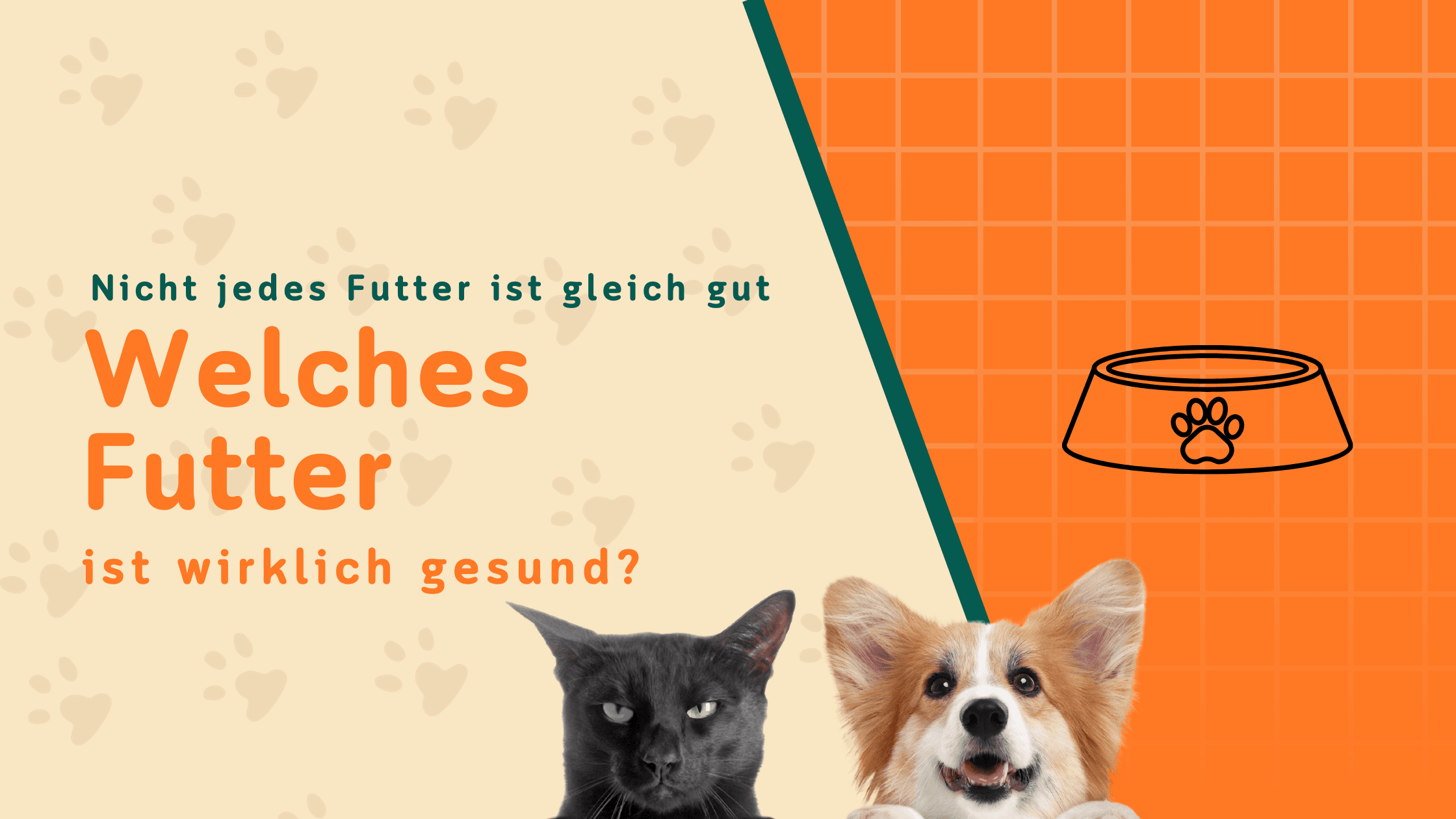 Gesundes Futter für Hunde und Katzen – Darauf solltest du achten
