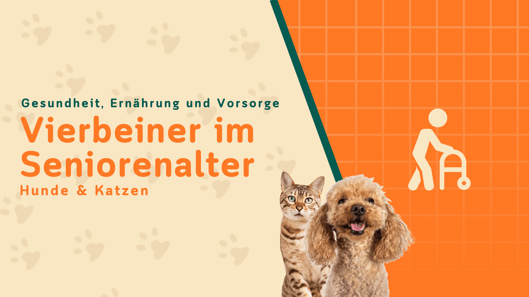 Senior Hunde und Katzen – So unterstützt du dein Haustier im Alter