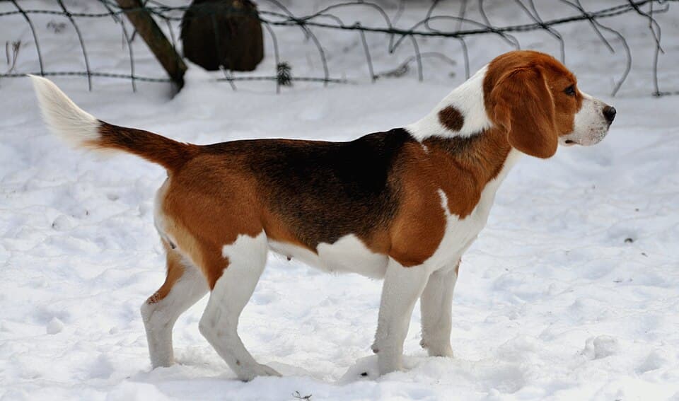 Beagle