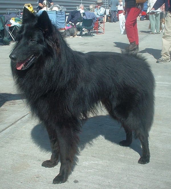 Belgischer Schäferhund (Groenendael)
