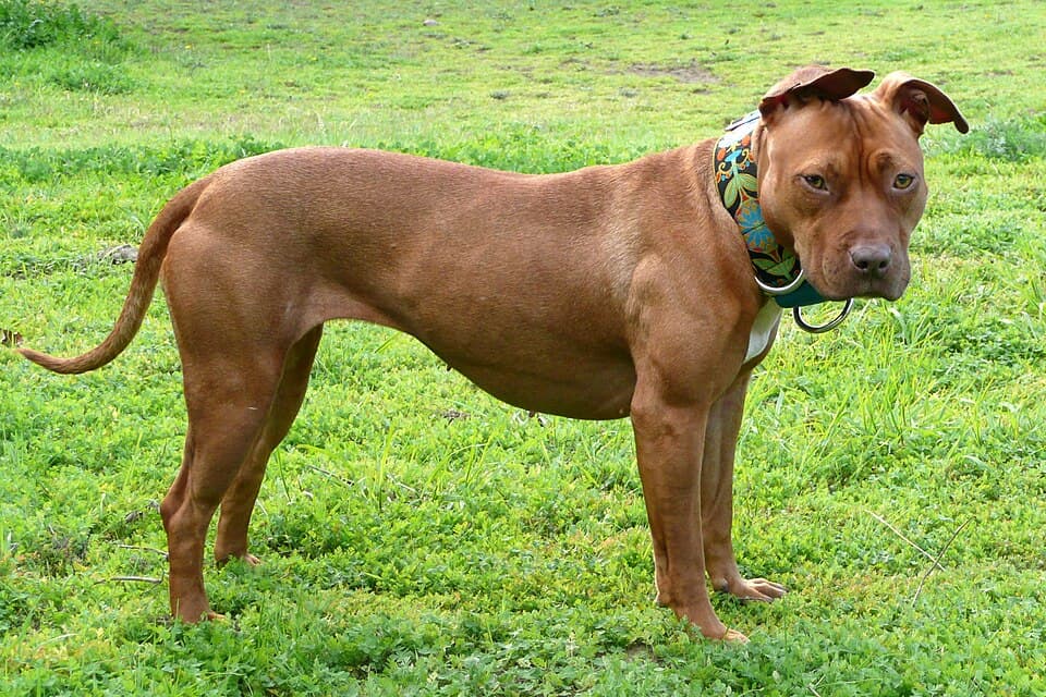 Bull Terrier