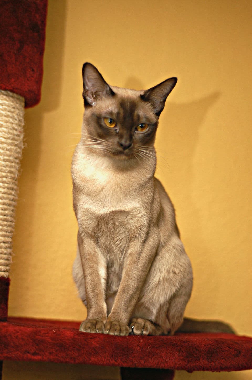 Burmese
