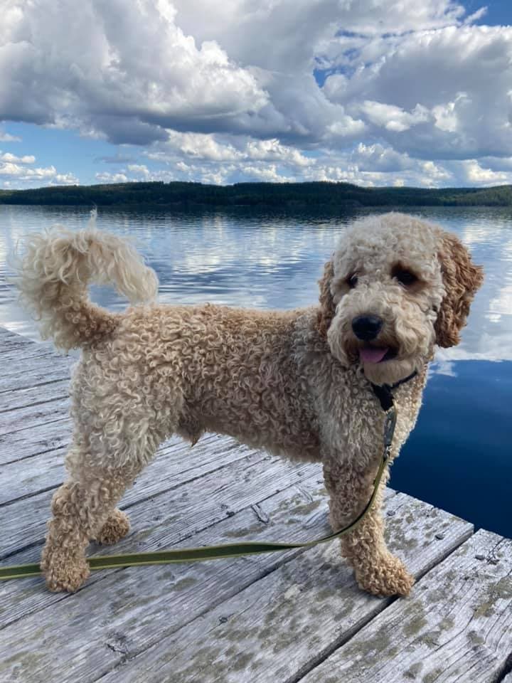 Cockapoo