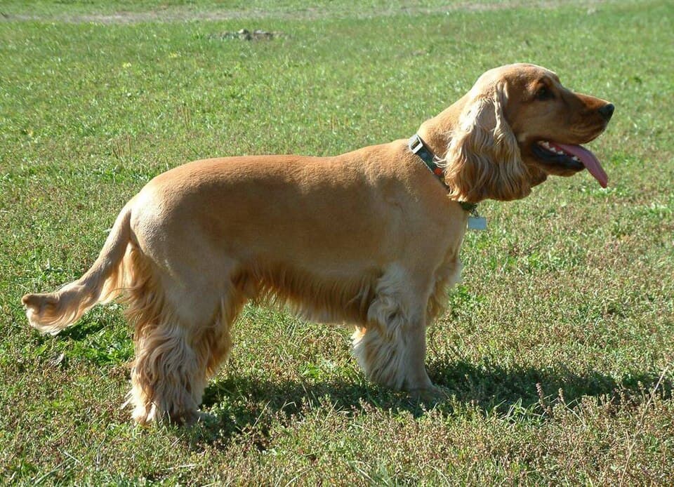 Englischer Cocker Spaniel