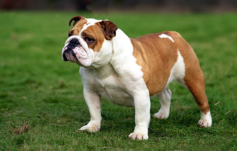 Englische Bulldogge