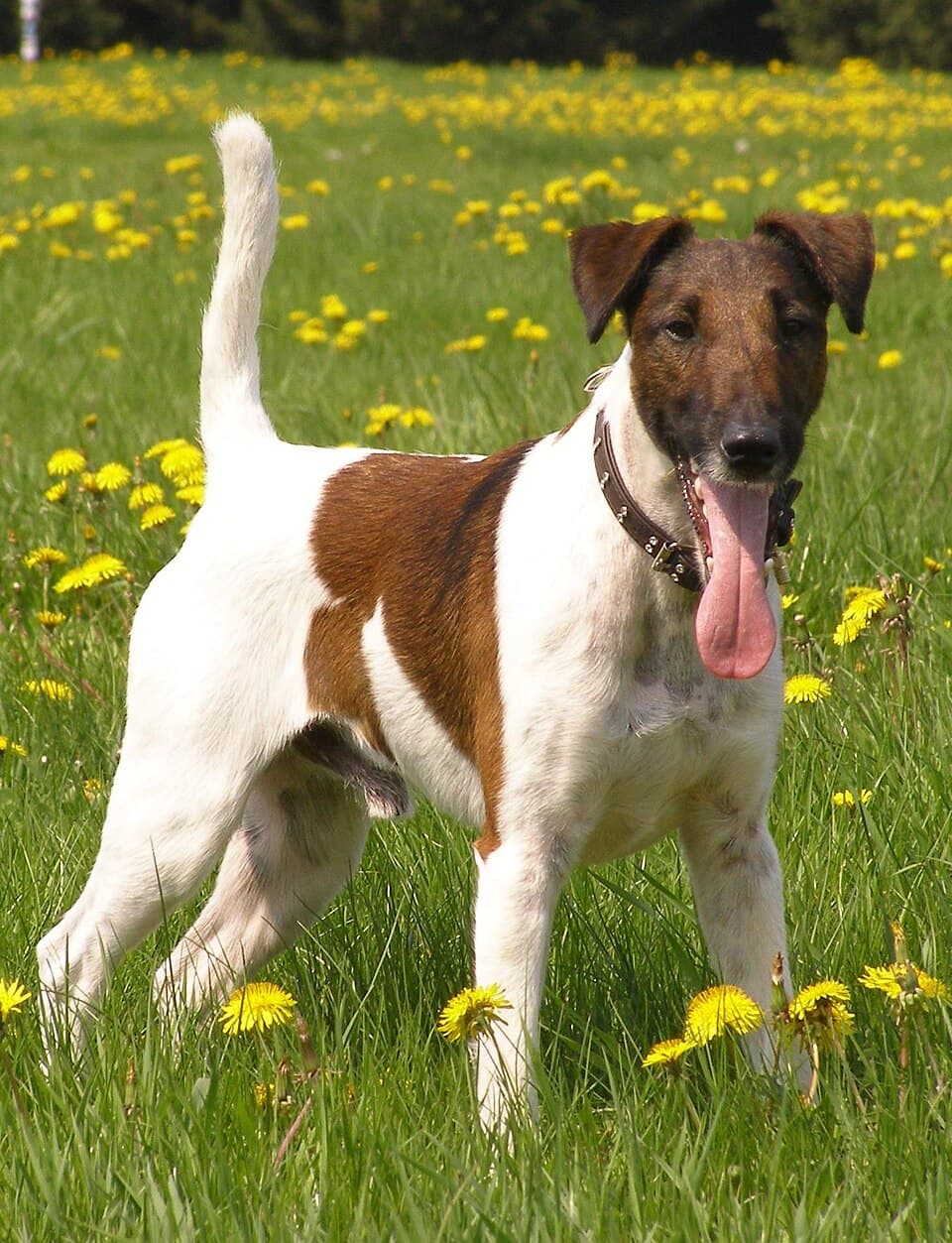 Fox Terrier (Glatthaar)