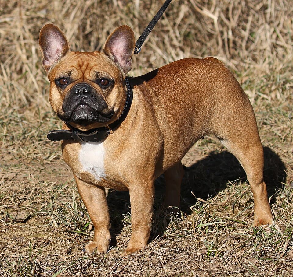 Französische Bulldogge