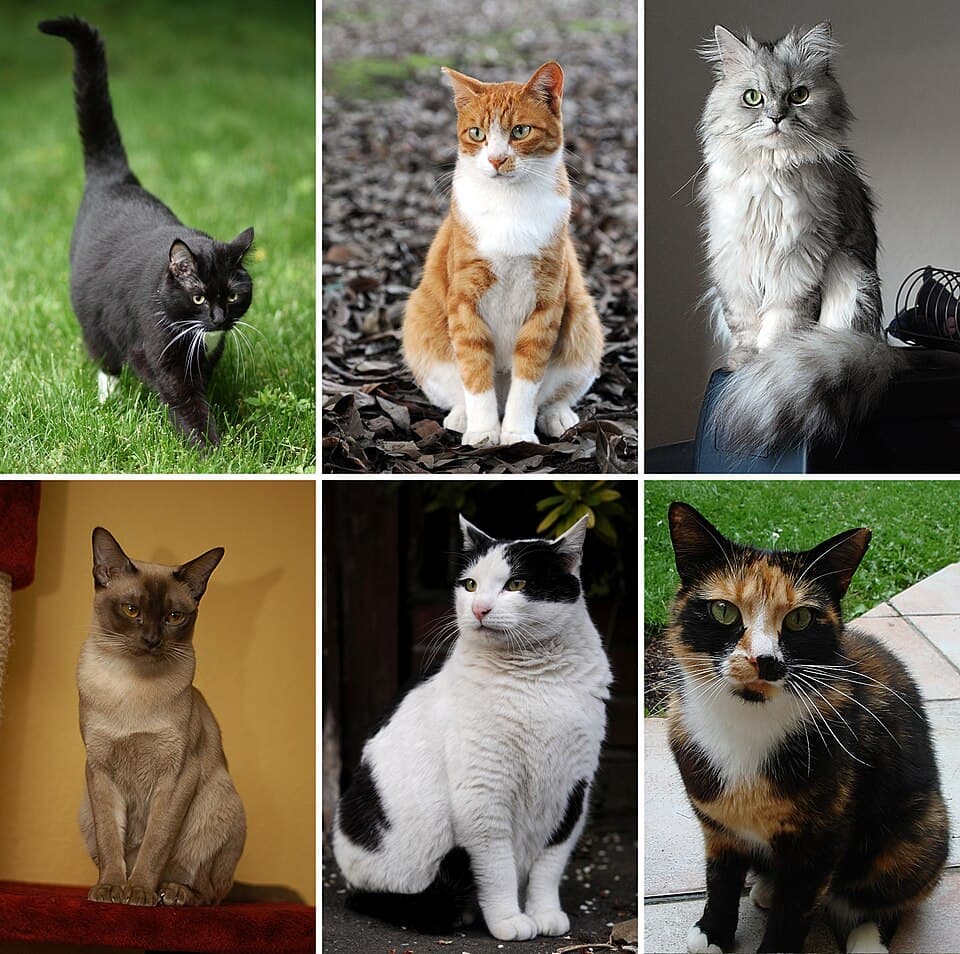 Hauskatze (Mischling)