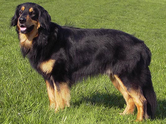 Hovawart (Dunkel)