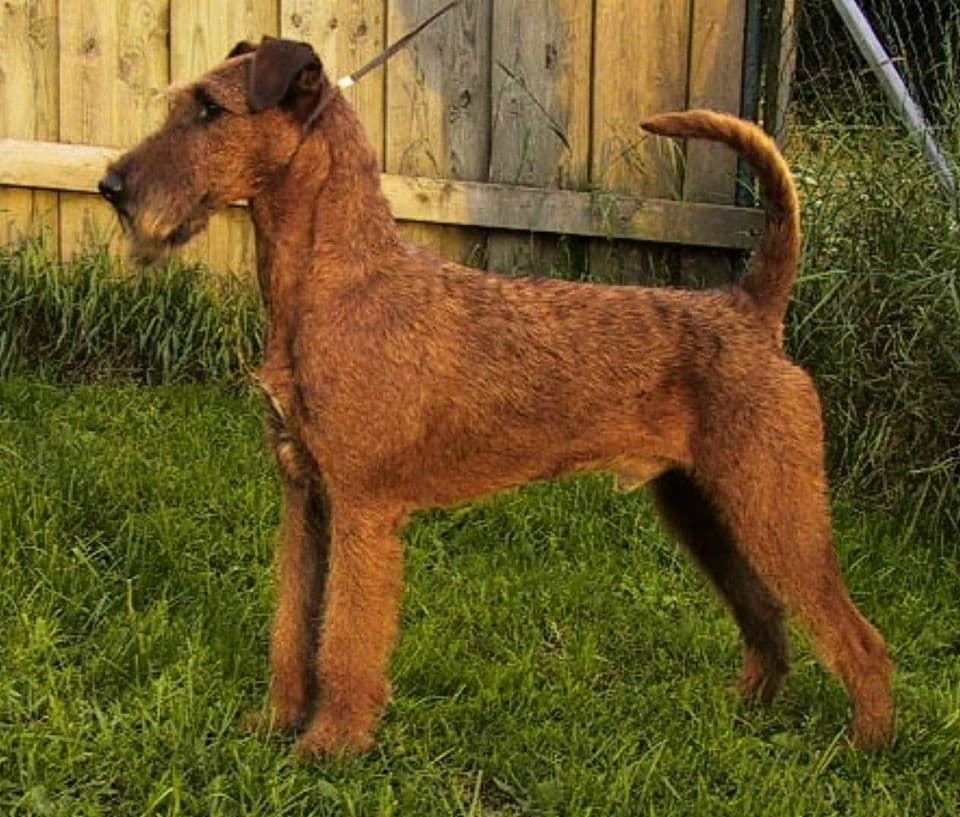 Irischer Terrier