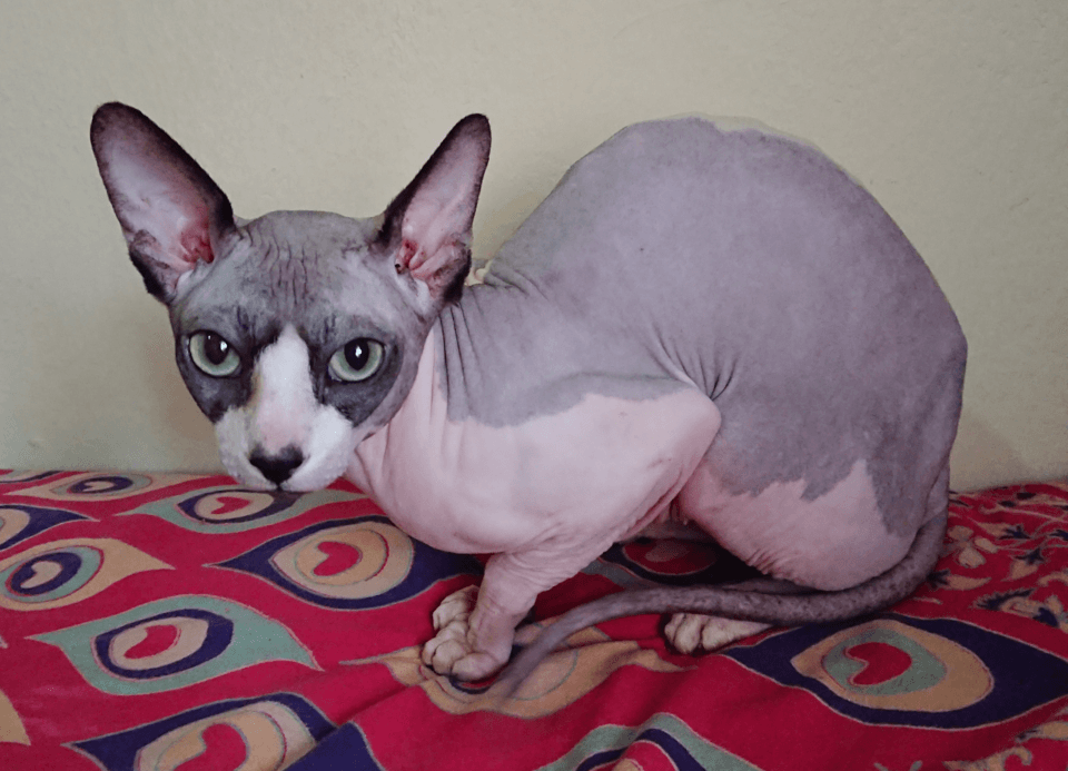 Lykoi