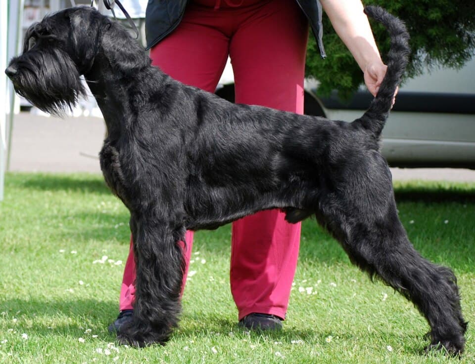 Mittelschnauzer