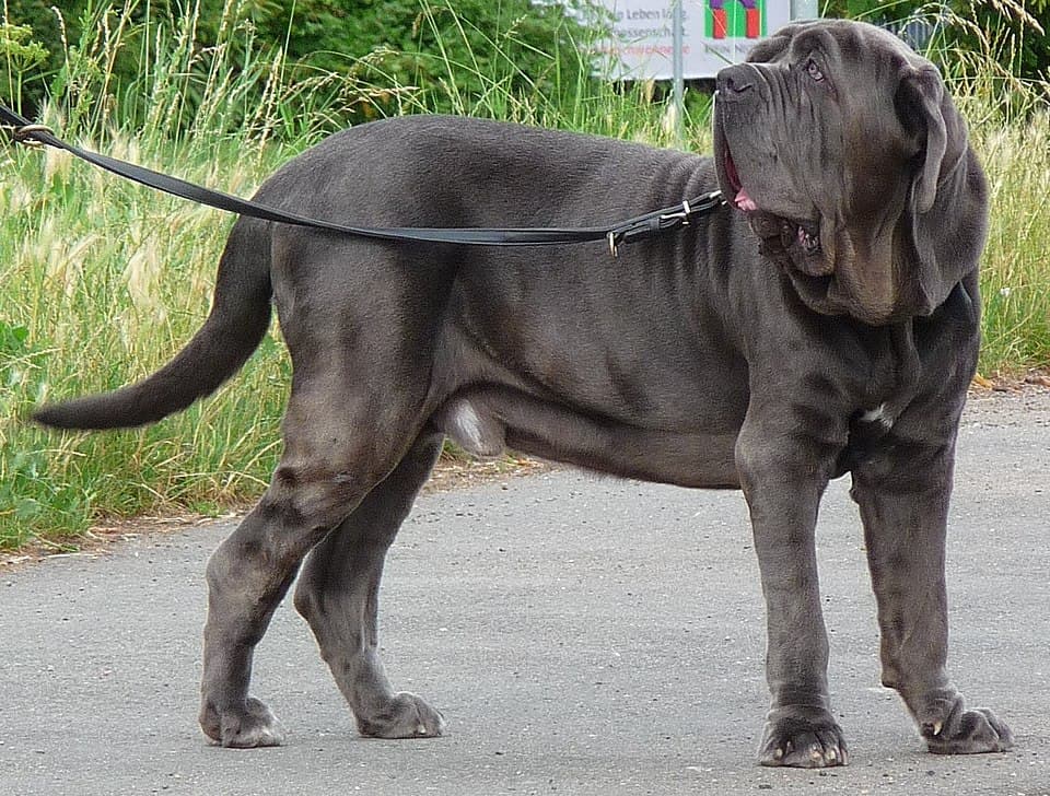 Neapolitanische Dogge