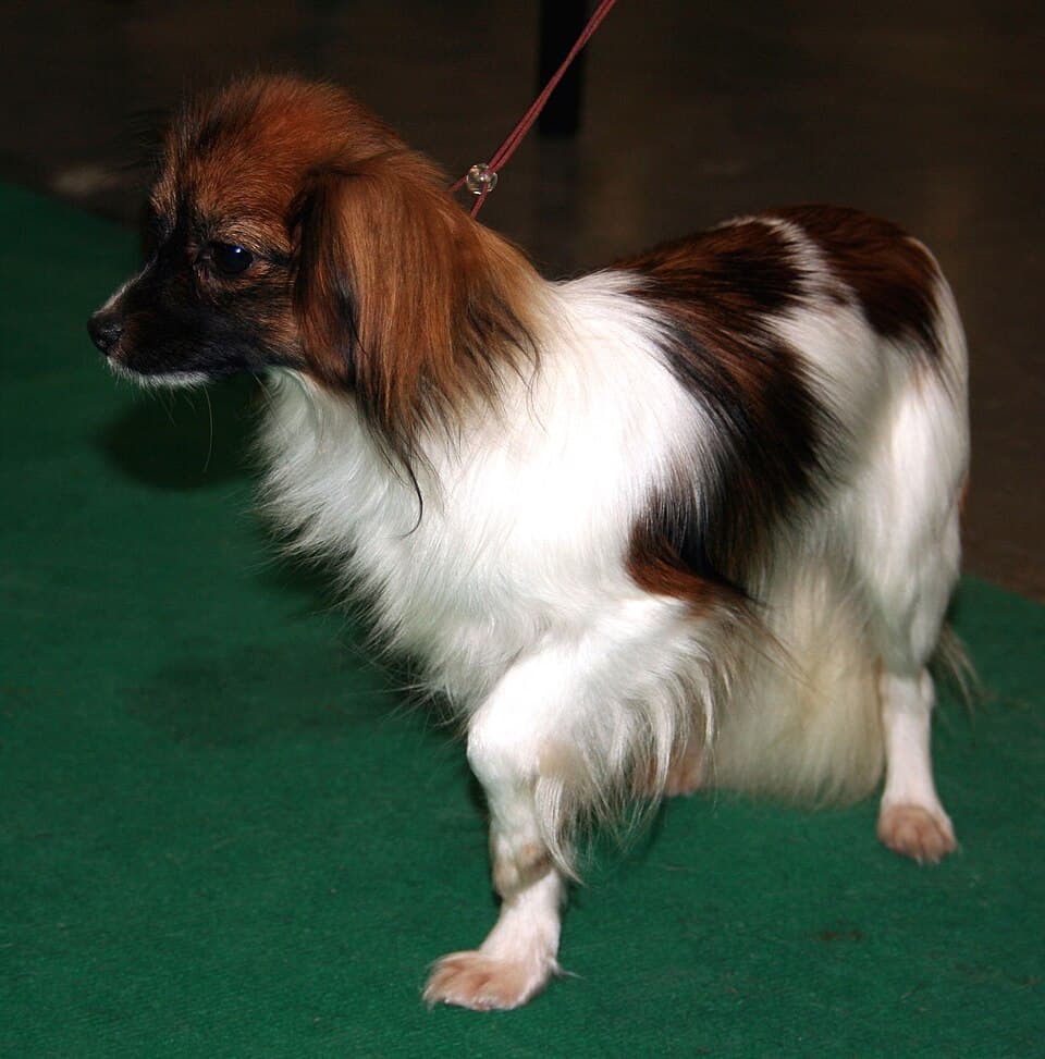 Papillon