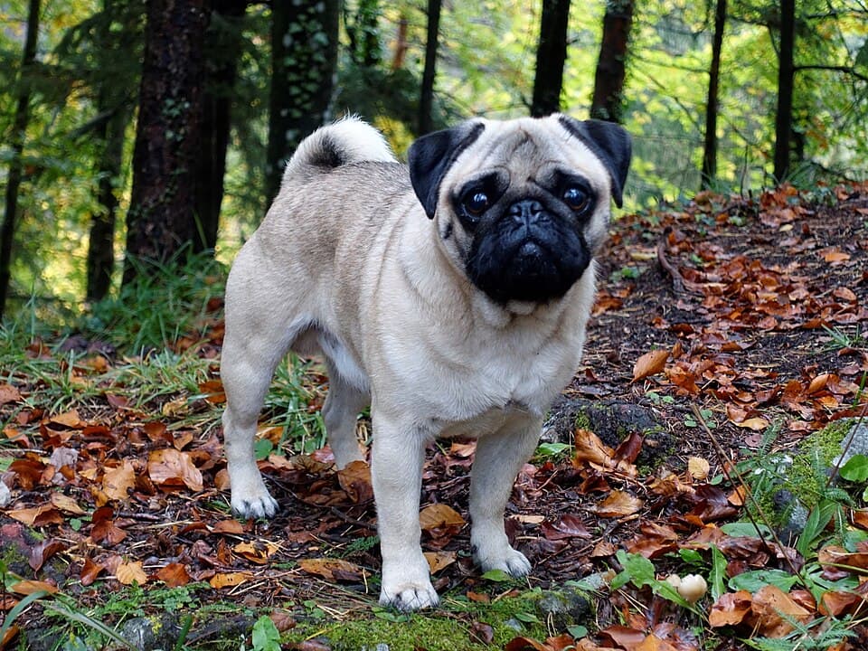 Pekinese