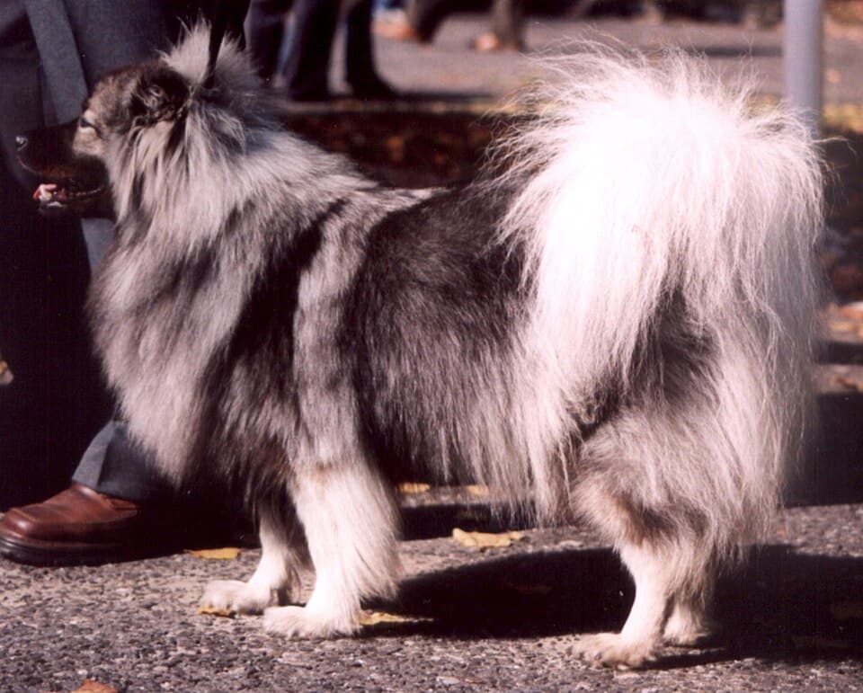 Pomeranian