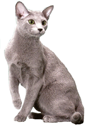 Russisch Blau