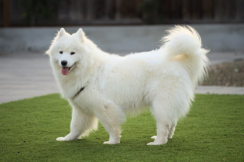 Spitz Klein