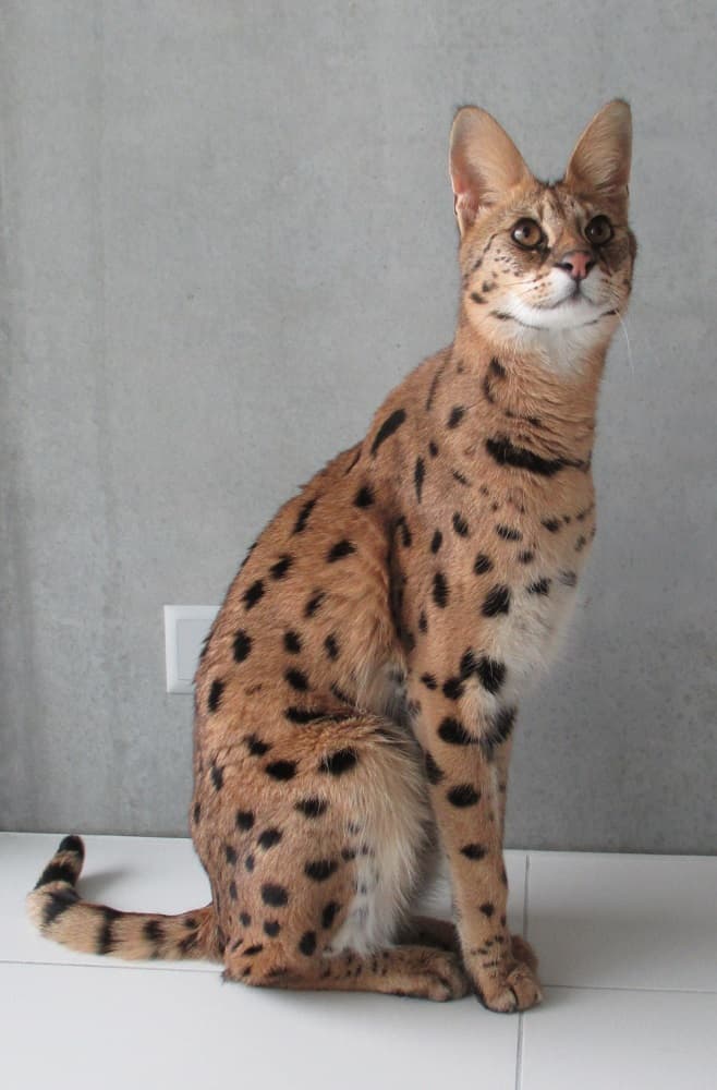 Savannah