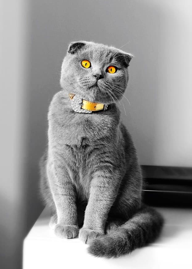 Scottish Fold