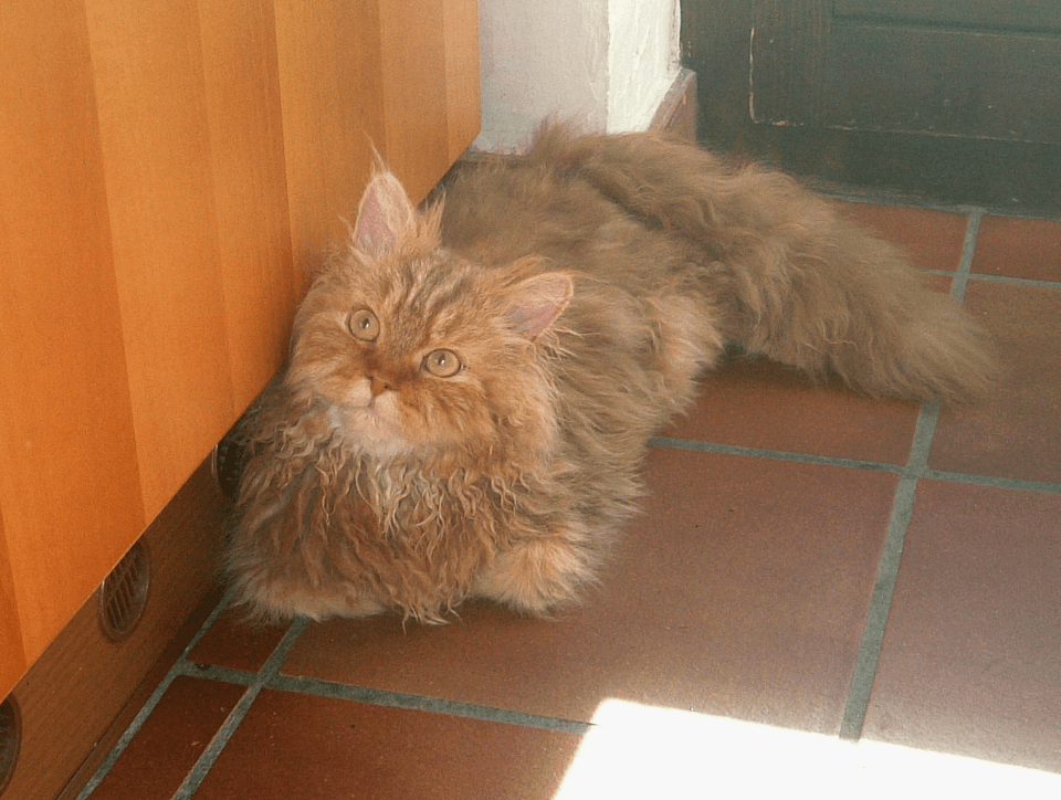 Selkirk Rex