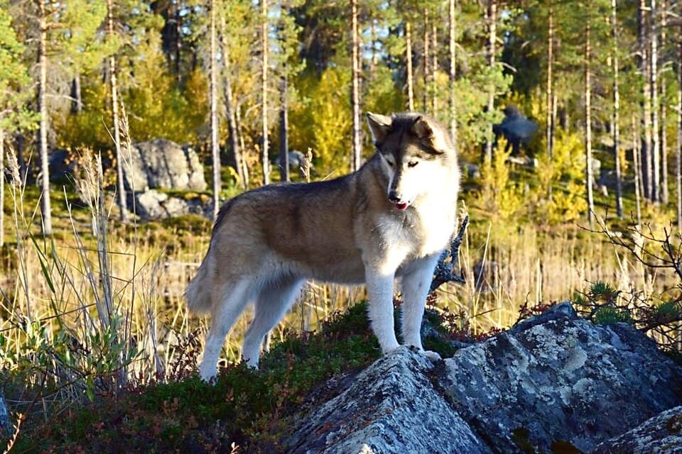 Sibirischer Husky