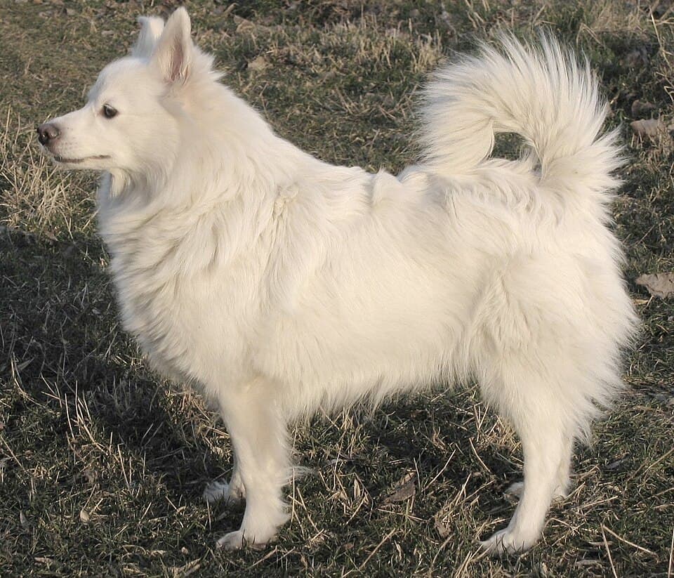 Deutscher Spitz (Mittel)