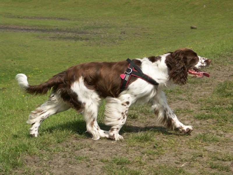Englischer Springer Spaniel
