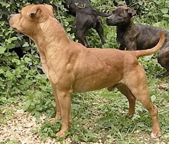 Staffordshire Bull Terrier