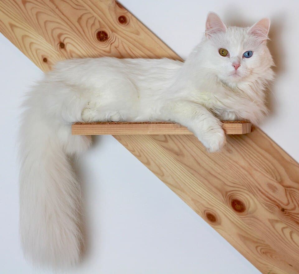 Türkische Angora